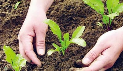 الأمن الغذائي العالمي على المحك