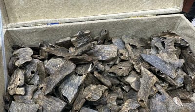 أسعار العود الطبيعي والمباخر في موسم العيد