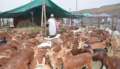 وزارة التجارة تعتمد دليلاً جديداً: استيراد 100 رأس من الأغنام والماعز للأفراد كل 6 أشهر